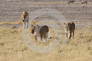 Pride of Lions photo