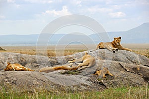 Orgullo de leones 