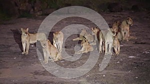 Pride of lions in the African savannah at night living the wildlife of the African savannah