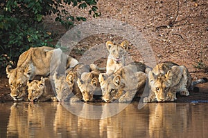 Pride of lions drinking water photo