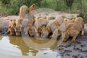 A pride of lions drinking water together side by side