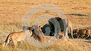 Pride of lions eating a pray in Masai Mara