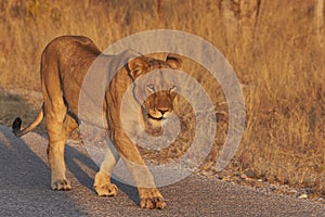 Pride of lions in Etosha National Park, Namibia