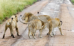 A pride of lions greeting their dominant male leader with submissive postures photo