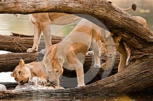 Pride of Lions on Hippo Kill