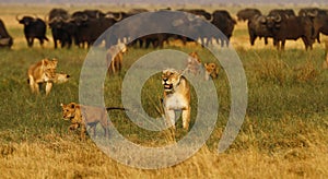 Pride of Lions hunting Buffalo