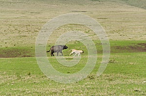 The Pride of Lions Hunting of Buffalo