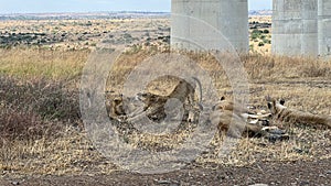 Pride of lions in Kenya