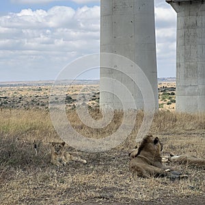 Pride of lions in Kenya