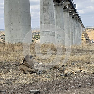 Pride of lions in Kenya