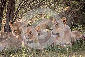 Pride of Lions laying in the grass.