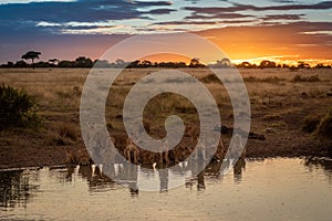 Pride of lions lie drinking from pond