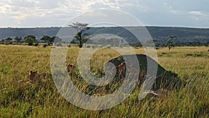 Pride of Lions and Lion Cubs in Maasai Mara, Kenya, Africa, Lioness Playing Sleeping and Resting in