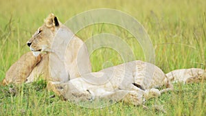 Pride of Lions in Long Savanna Grass, African Wildlife Safari Animal in Maasai Mara National Reserve