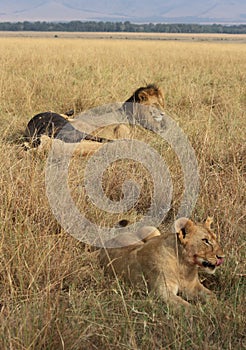 Pride of lions in the Masai Mara