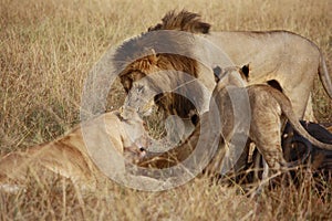 Pride of lions in the Masai Mara