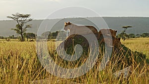 Pride of Lions in Masai Mara, Kenya, Africa, Lioness and Cute Young Lion Cubs on African Wildlife Sa