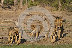 Pride of Lions on the move