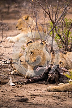 Pride of Lions with Prey in Savannah, Kruger Park, South Africa