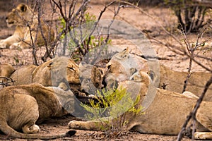 Pride of Lions with Prey in Savannah, Kruger Park, South Africa