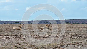 Pride of lions are relaxing carefree in the African savannah