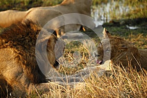 Pride of lions resting after a Cape Buffalo dinner