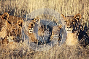 Pride of lions resting at etosha national park