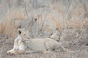 Pride of Lions resting after the feast