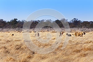 Pride of lions in the savannah, in Namibia