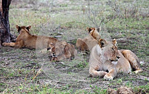 Pride of lions in Serengeti