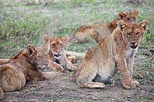 Pride of lions in Serengeti