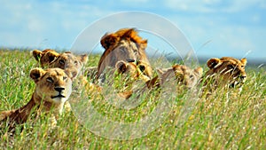A pride of Lions in Serengeti National Park