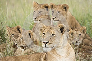 Pride of Lions, Serengeti, Tanzania photo