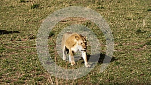 A pride of lions sits on the savannah plains of Africa on safari.