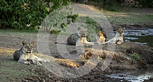 Pride of lions sitting in the golden light in Botswana