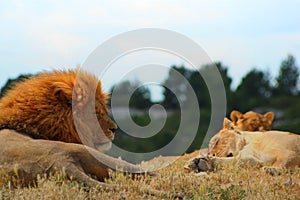 Pride of lions sleeping