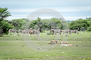 Pride of Lions sleeping in front of Zebras.
