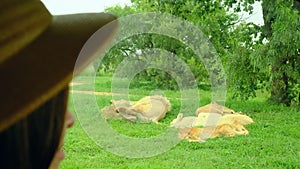 A pride of lions sleeps on the grass in the savannah in africa