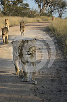 Pride of lions walking down a sand road