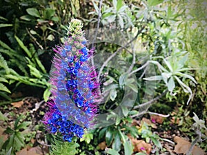 The pride of Madeira, Blue flowers.