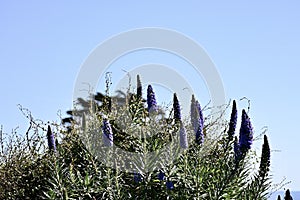 Pride of Madeira Echium candicans   5