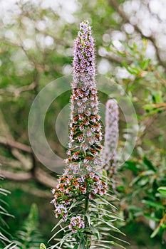 The Pride of Madeira, Echium candicans, beautiful tropical evergreen flowers