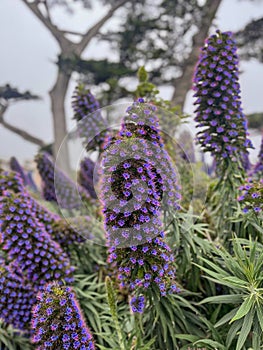 Pride of Madeira, Echium Candicans flowers in Monterey California