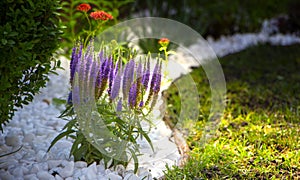 Pride of Madeira, Echium candicans