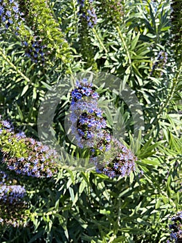 Pride of Madeira, Echium candicans, ornamental subshrub