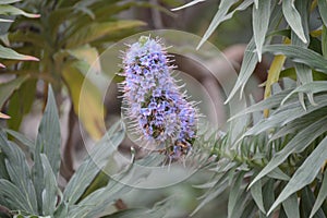 Pride Of Madeira Flower or echium candicans