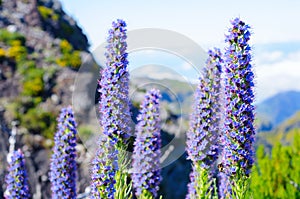 Pride of Madeira flower - Lat. Echium candicans or Echium fastuosum -against mountain blurred background. photo