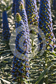 Pride of Madeira flowers