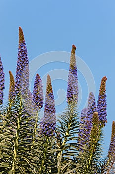 Pride of Madeira flowers