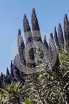 Pride of Madeira flowers against blue sky